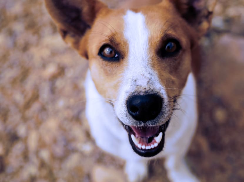 The Animal and Veterinary Service raised by 5cm the height limit for local mixed-breed dogs to be rehomed under the Project Adore scheme to 55cm.