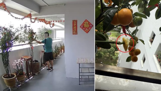 后港居民屋外种金桔讨吉利 传单分发员竟偷采