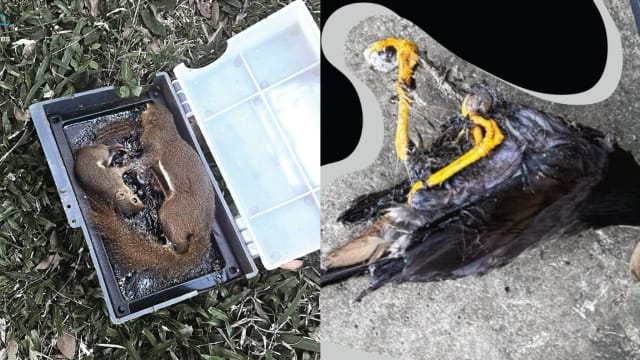 一天内七只动物困粘鼠板 抓鼠不成反害死松鼠母子