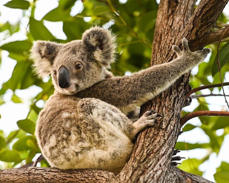 ‘The decline is massive’: Why Australia’s koalas are on the path to extinction