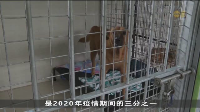 口试练习：本地宠物弃养情况加剧