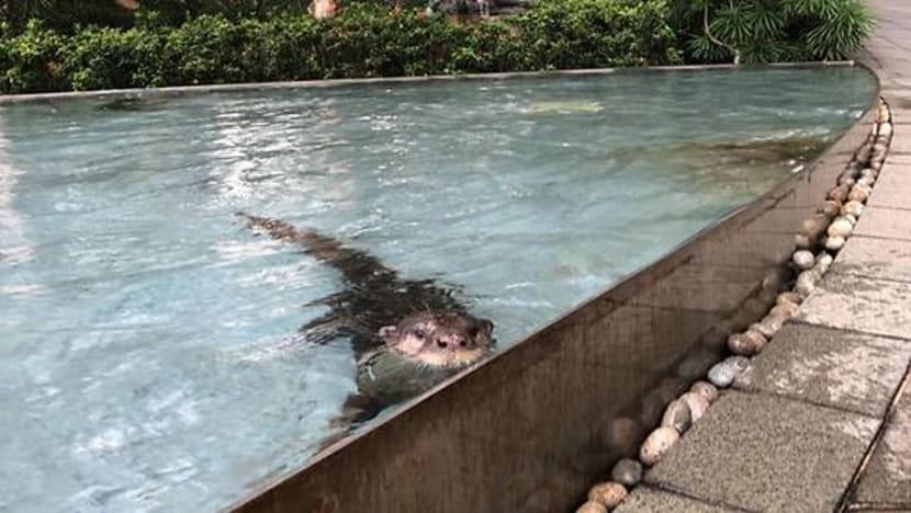 Memerang berendam di CBD Memerang berendam di CBD