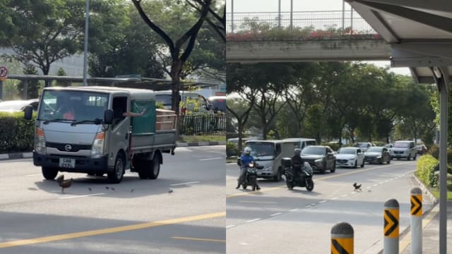 母鸡带小鸡过马路 车辆让路再护送