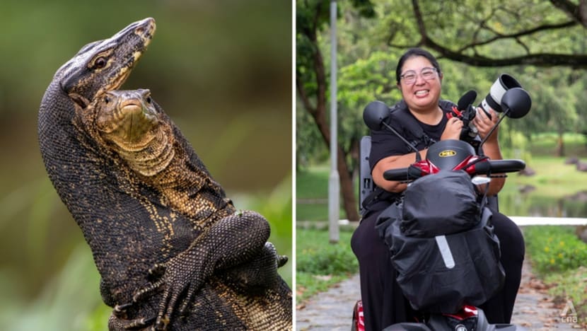 Battle under the heron's nest: Bishan-Ang Mo Kio park photo earns spot in Comedy Wildlife Awards finals Battle under the heron's nest: Bishan-Ang Mo Kio park photo earns spot in Comedy Wildlife Awards finals