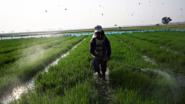 印尼料现极端干旱 农民受促调整耕作