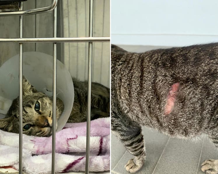 NParks reviewing penalties for animal cruelty and abuse as calls by MP and welfare groups get louder