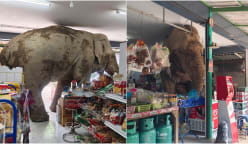 Hungry wild elephant raids grocery store in Thailand for snacks