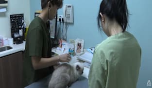 Engagement with vets to continue to ensure stricter rules don’t raise costs, say industry players