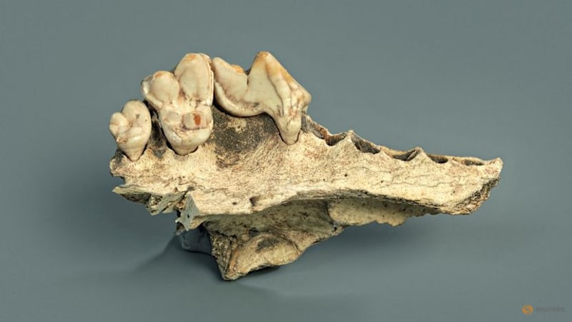 Genetic study identifies earliest-known dog, dating to 15,800 years ago