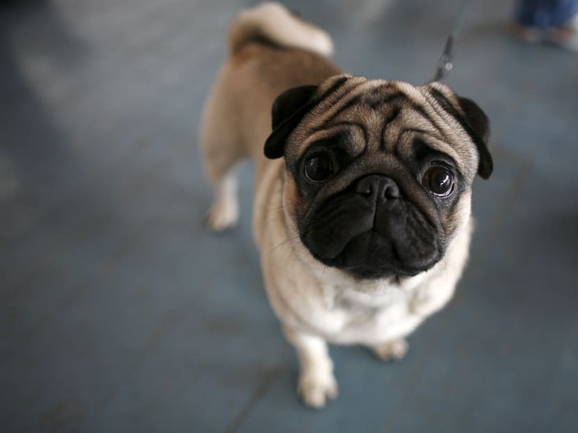 6 dogs that will never be cast as the lead in a TV show