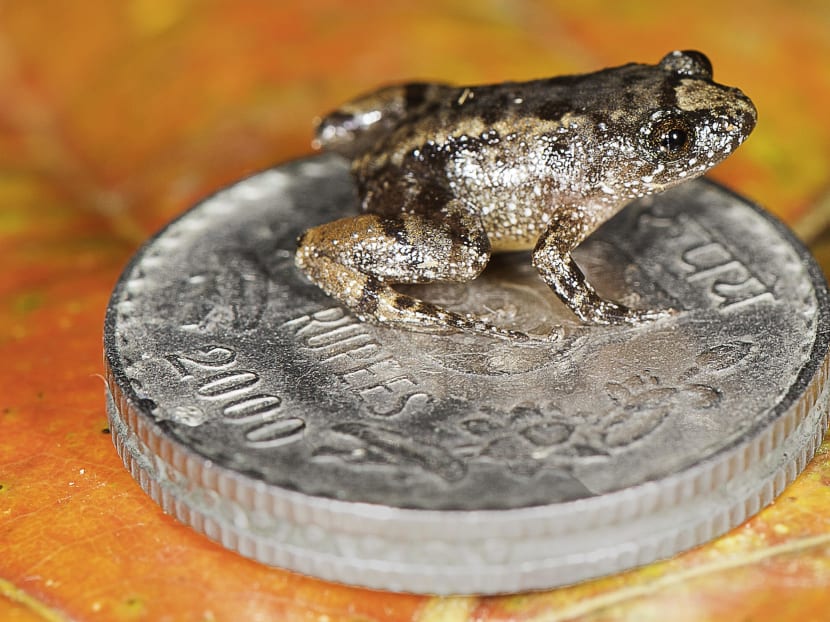 Handout photograph received on Feb 16, 2017, showing a 12.2 mm long Robinmoore’s Night Frog (Nyctibatrachus robinmoorei) sitting on the Indian five-rupee coin (24 mm diametre) at Kakkachi in the southern Indian state of Tamil Nadu. Photo: AFP