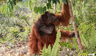Dozens of orangutans saved from Indonesia blazes