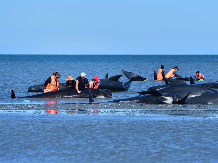 A photo from Feb 11, 2017 shows fishermen looking at pilot whales which died in a mass stranding at Farewell Spit. A recent mass stranding left almost 100 pilot whales have dead on New Zealand's remote Chatham Islands, conservation officials said on Nov 25, 2020.