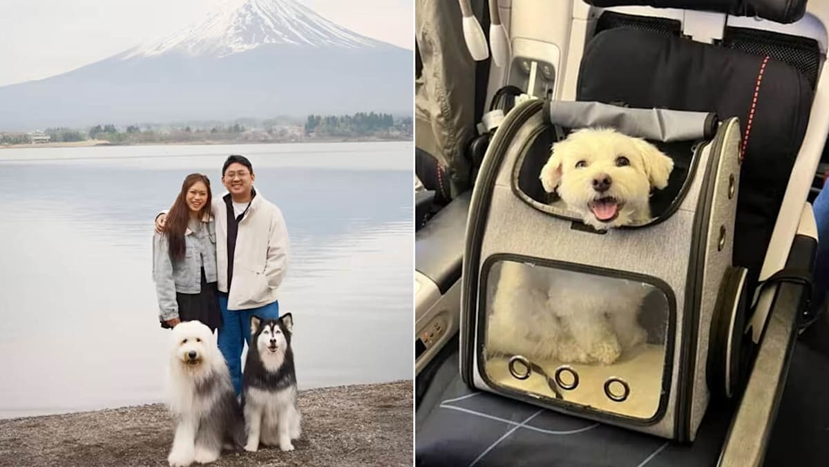 How S'poreans Travel With Pets To Japan & Europe Hassle-Free — No Business Class Or Private Jet Needed