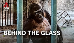 CNA Special - Bangkok’s Loneliest Gorilla: Final destination (Part 3) 