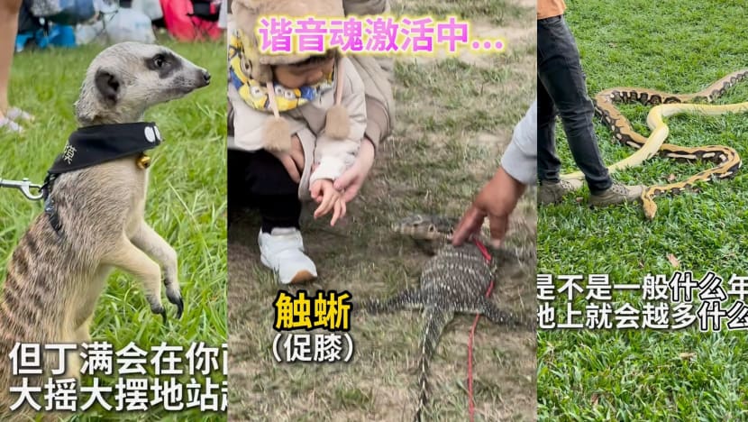 Unusual Pets Like Meerkats, Snakes, Monitor Lizards & More Spotted Going On Walks In Taiwan Park