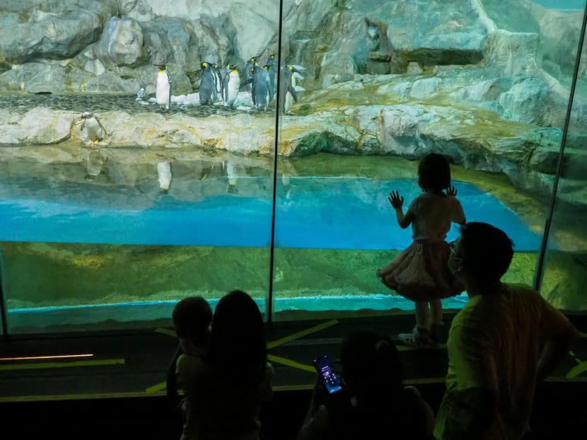 Visitors to the Jurong Bird Park looking at penguins.