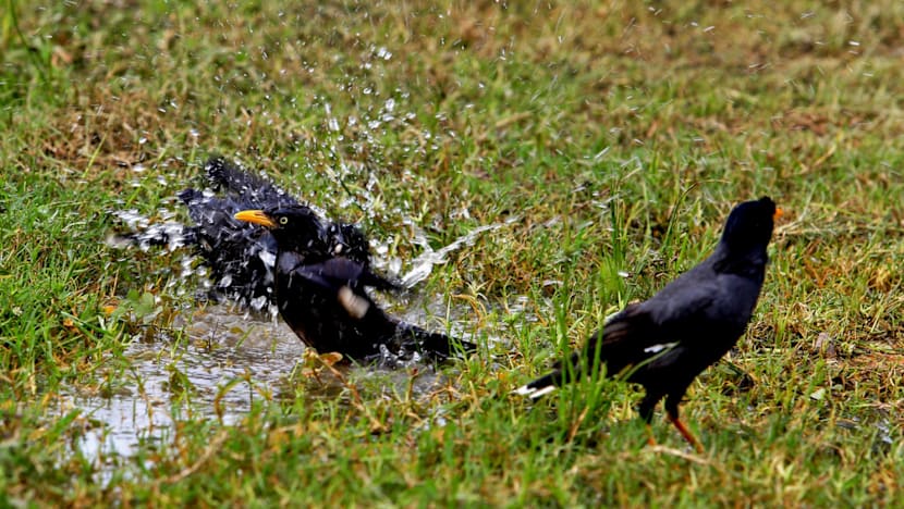 Creative conservation may help globally threatened species: Study