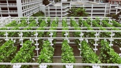 Related article image