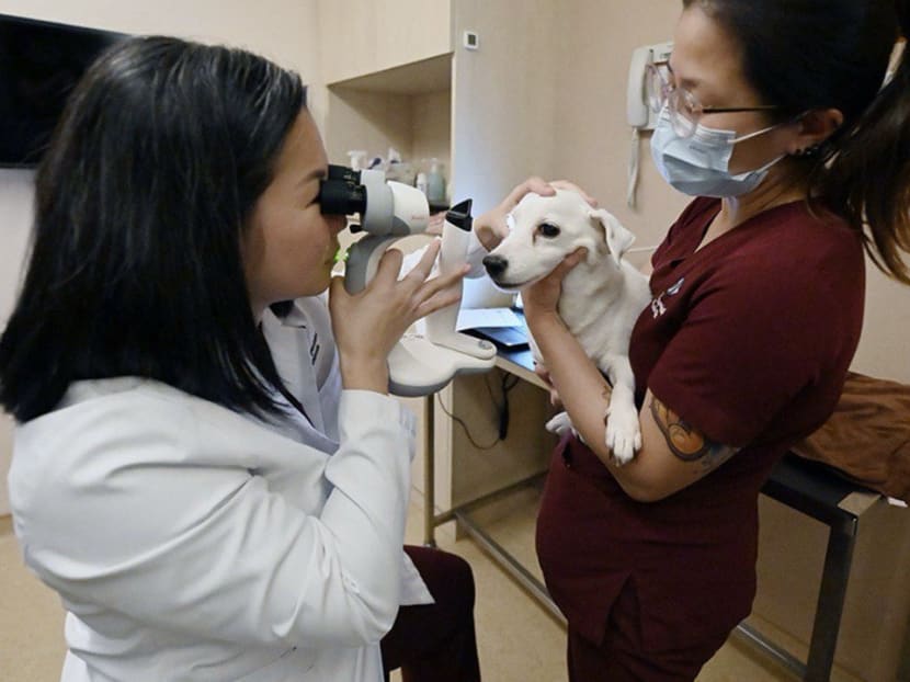 Meet the animal eye doctor who has restored sight to dogs, cats, an eagle, a lion cub, even a lizard