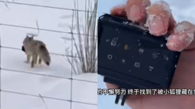狐狸叼走运动相机在雪地狂奔  游客寻回发现可爱自拍