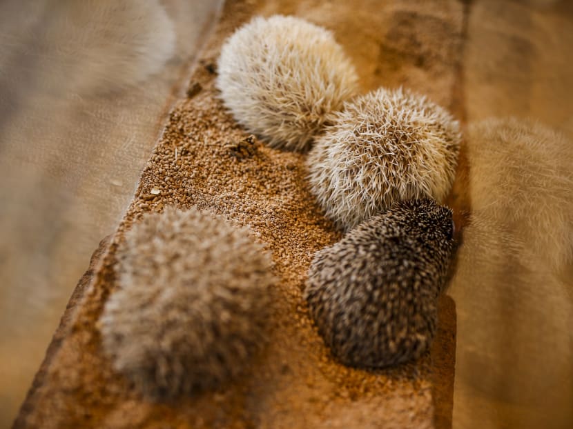 Gallery: Japanese line up to cuddle hedgehogs - carefully