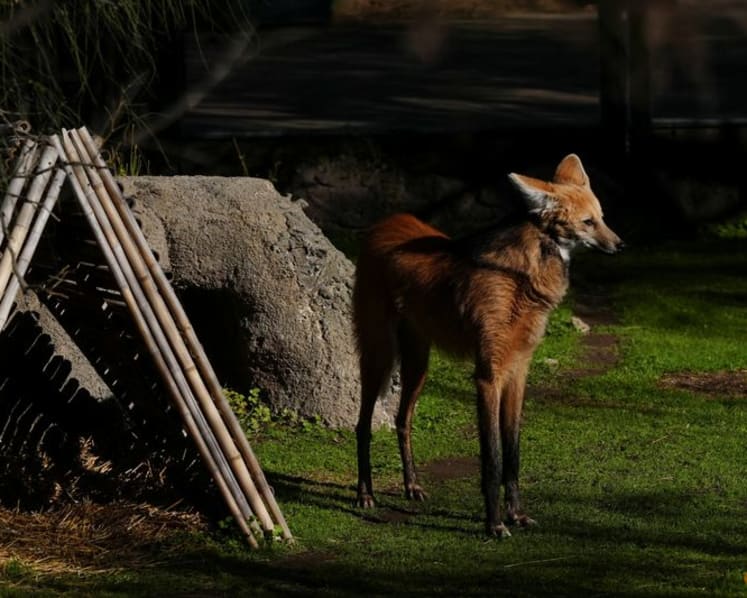 Argentina to return two rare maned wolves to the wild