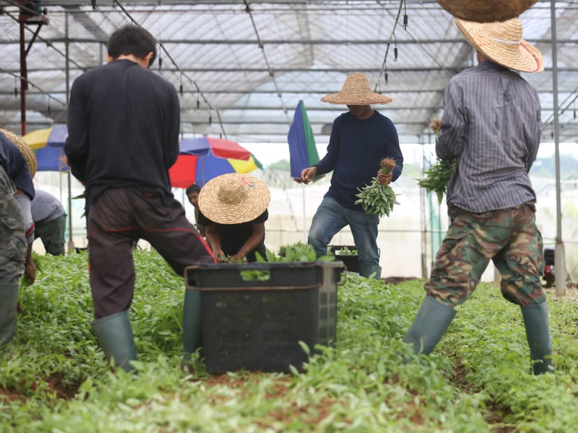 The Singapore Food Agency's 30x30 Express grant, which will be available from mid-April, specifically aims to support the agri-food industry in ramping up local production in eggs, leafy vegetables and fish — food which is commonly consumed in Singapore — in the shortest possible time.