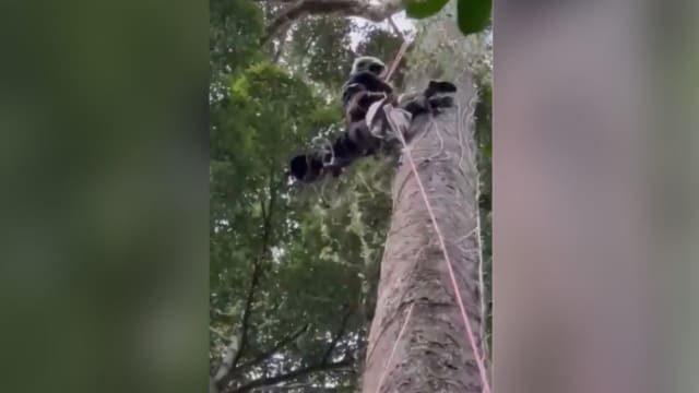 马国采蜜人暴毙挂树上 消防员花7小时移尸