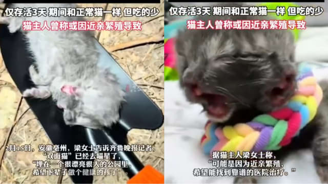 母猫产下罕见“两面猫” 一个头长出两张脸