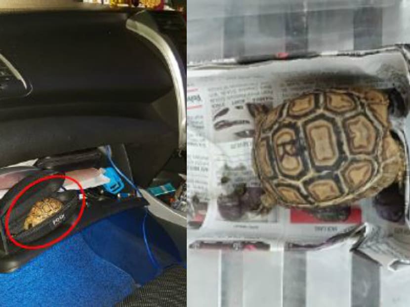 Officers from ICA at Woodlands Checkpoint had first detected the leopard tortoise, which was hidden in an eyewear case placed in a Singapore-registered car's glove compartment, on April 13 this year. Officers from ICA at Woodlands Checkpoint had first detected the leopard tortoise, which was hidden in an eyewear case placed in a Singapore-registered car's glove compartment, on April 13 this year.