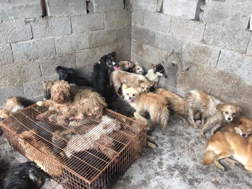 Some of the 62 dogs rescued from a Yulin slaughterhouse by Humane Society International, a global animal protection group, in June 2019.