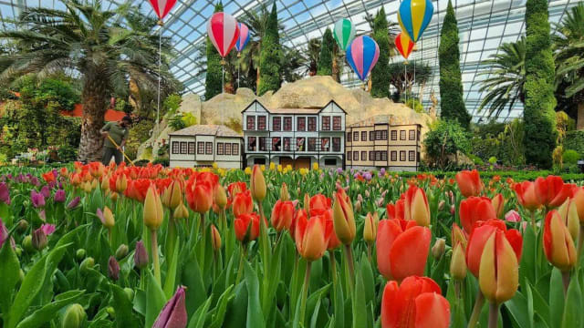 滨海湾花园办郁金香花卉展 其中三种源自土耳其 