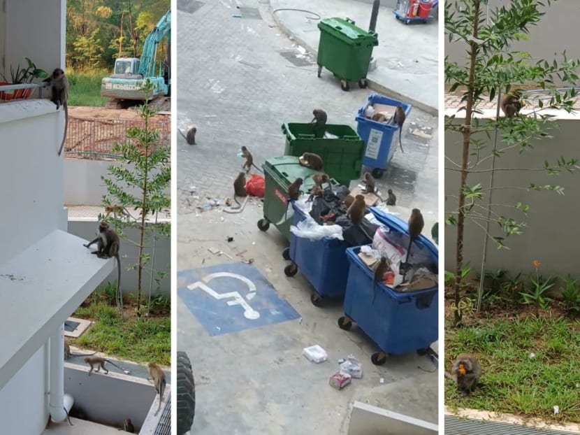 <p>A composite photo showing long-tailed macaques in parts of the Punggol East estate.</p>
<p>A composite photo showing long-tailed macaques in parts of the Punggol East estate.</p>