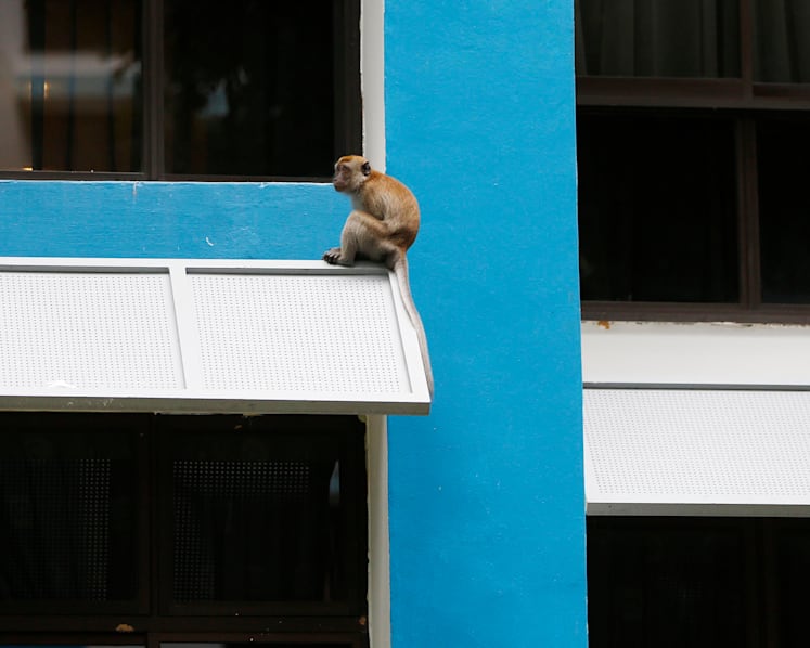 The Big Read: As animal encounters hit the headlines, a divide opens up