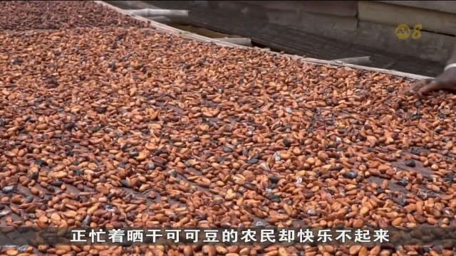 非洲可可生产收成锐减 巧克力价格料居高不下