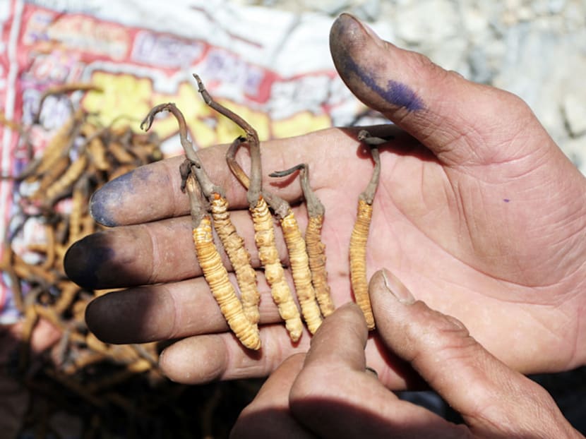Climate change seen as threat to lucrative ‘Himalayan Viagra’ fungus