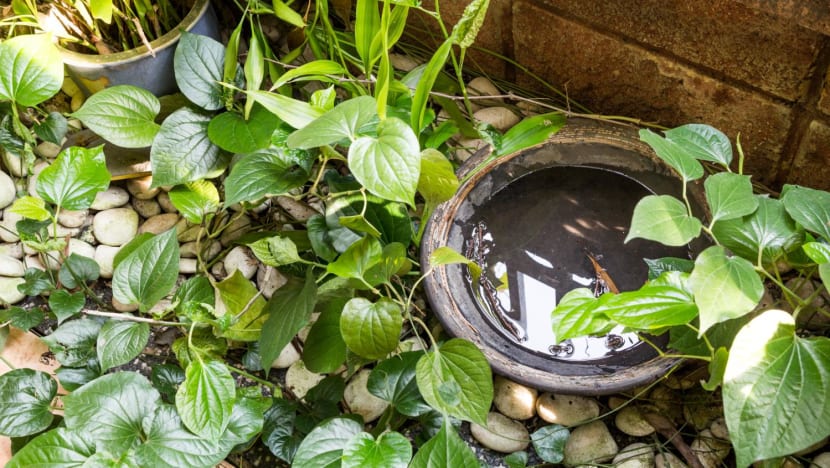Man takes neighbours to court for harassment, including leaving out stagnant water, spraying pesticide