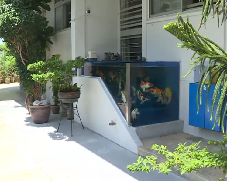 HDB orders removal of koi tank outside Tampines flat; owner to appeal