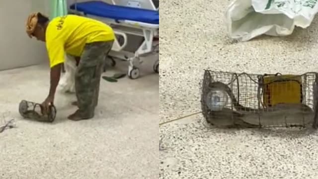 泰男被袭后未慌乱 带着眼镜蛇求医吓坏人