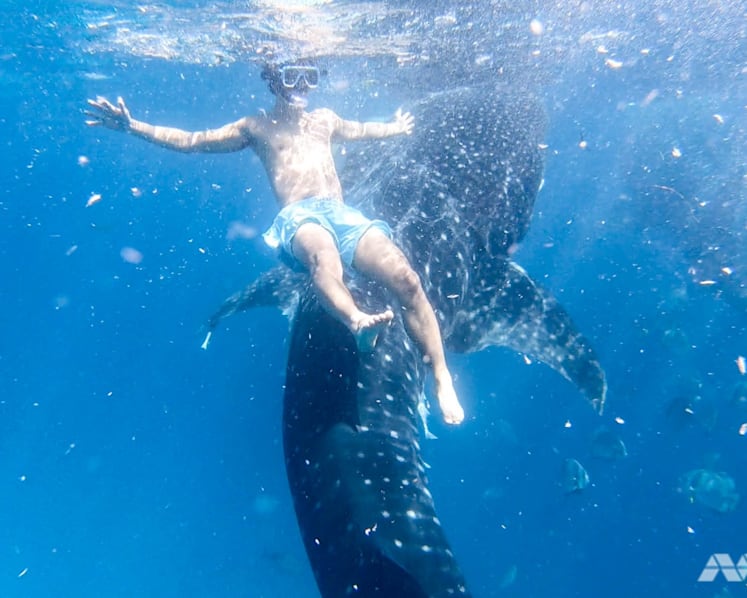 Whale shark selfies in the Philippines’ seaside ‘theme park’: A tourist experience that's out of control?
