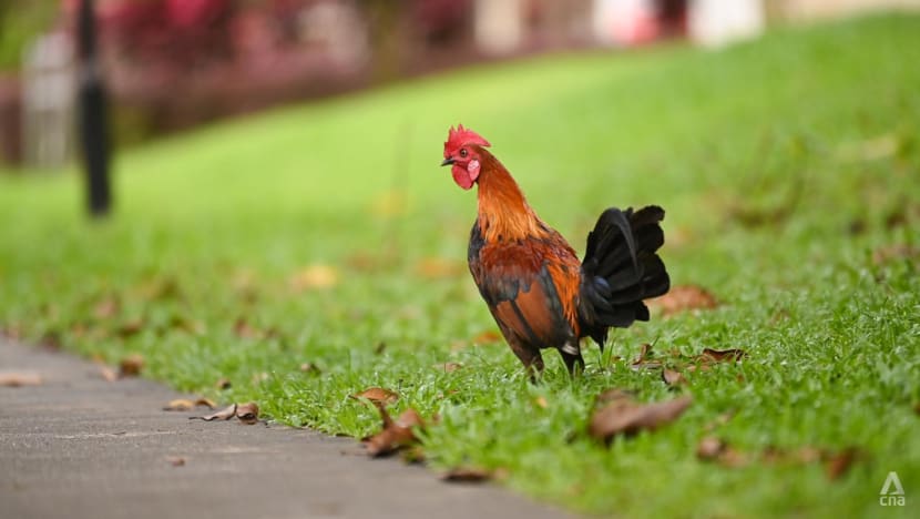 Commentary: My neighbour’s raucous rooster deprived me of sleep for months Commentary: My neighbour’s raucous rooster deprived me of sleep for months