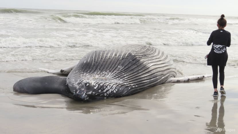 Pause sought in US wind farm ocean preparation works after 7th dead whale