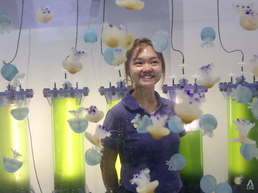 An underwater revelation led this Singaporean to quit a safe retailing career to nurture sea jellies