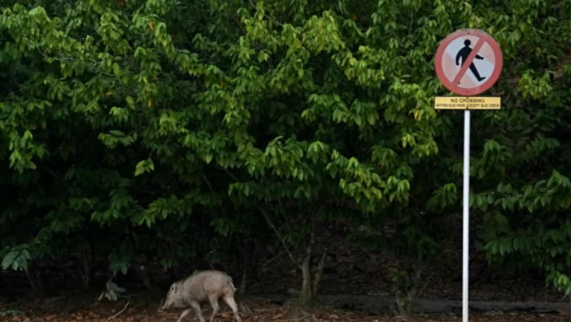 Tougher measures to protect Singapore’s wildlife passed in Parliament