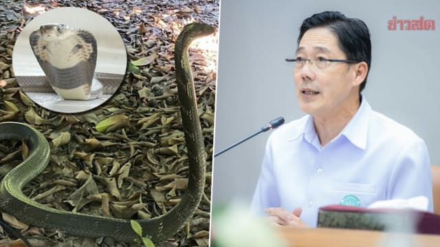 雨季降临毒蛇咬人事故频传 泰吁人民小心屋内暗角落