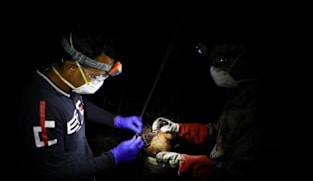 SG pantau kes virus Nipah di Bangladesh; tiada kes di sini