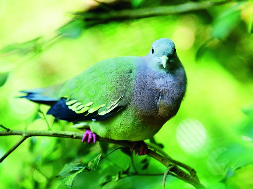 Rescued birds released into rehabilitation aviary