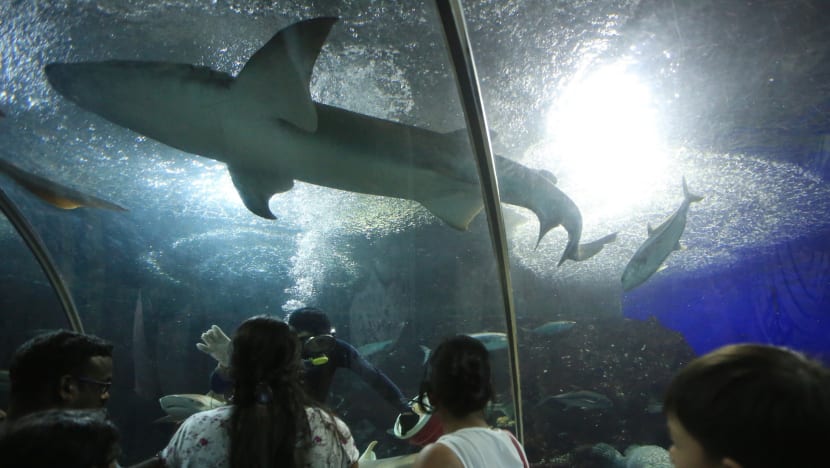 Underwater World admits to safety lapses, uncovered after veteran diver died from stingray attack