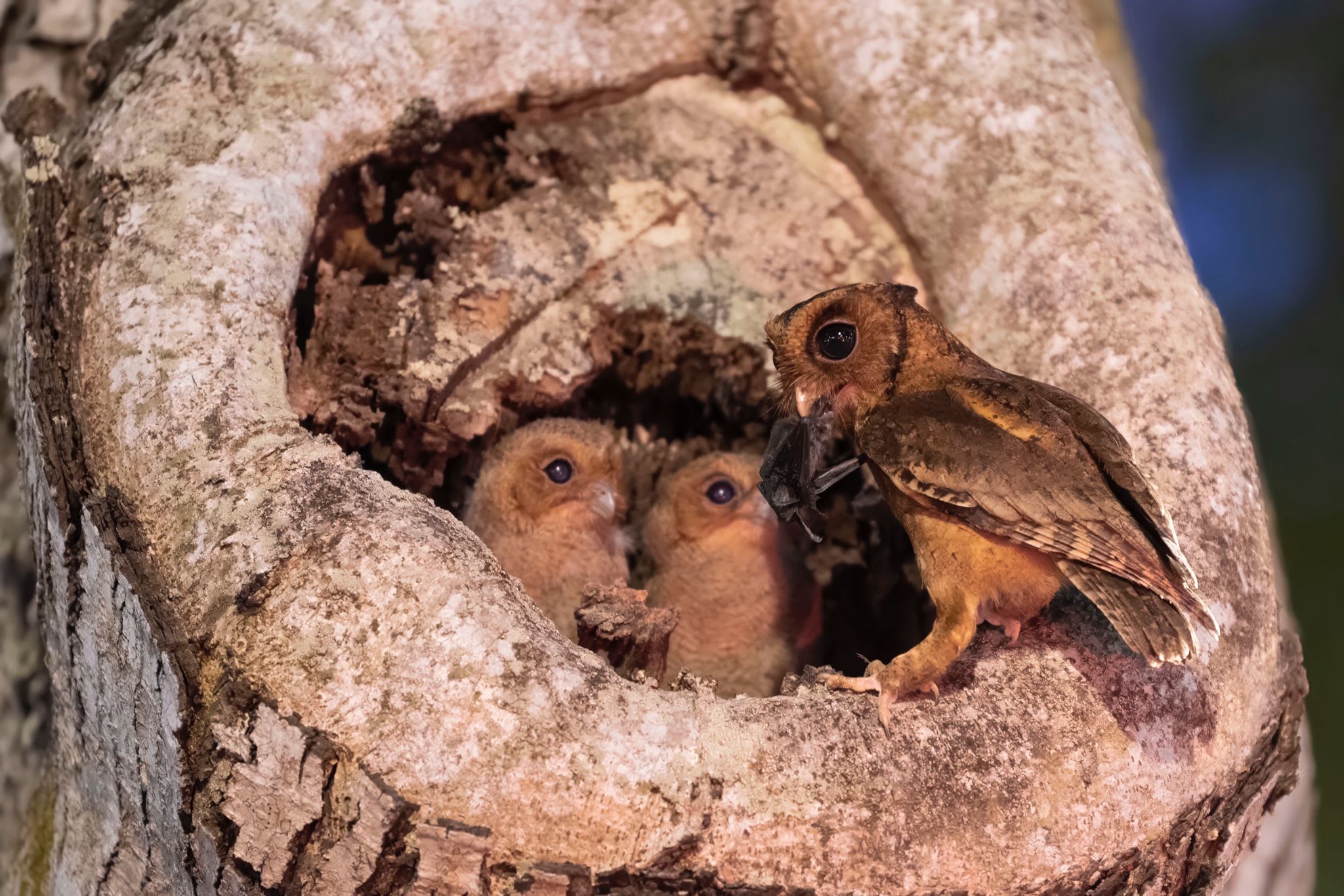 罕见！猫头鹰组屋区树洞筑巢大批摄影爱好者争拍喂食一幕- 8world, image size:2048x1366